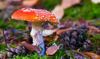 De intelligentie van de natuur werkt moeiteloos… onbekommerd, harmonieus en liefdevol.