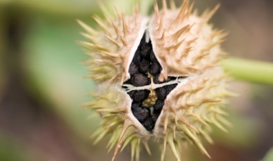 Klassieke homeopathie erkent de wijsheid van de natuur en het zelfgenezend vermogen van de mens en richt zich hierop.